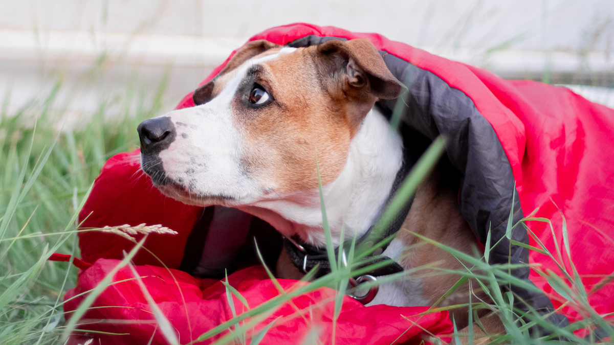 These Dog Sleeping Bags Offer A Better Sleep Than Your Bed